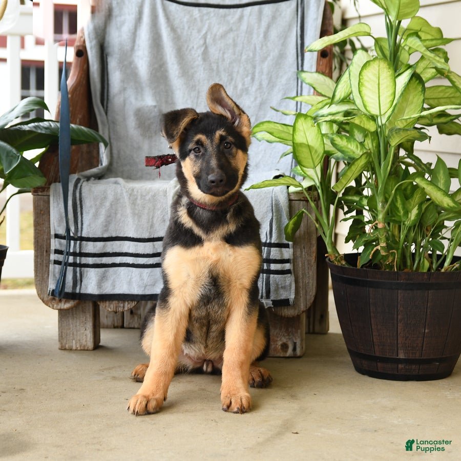 German Shepherd dogs Nina - Ad 2