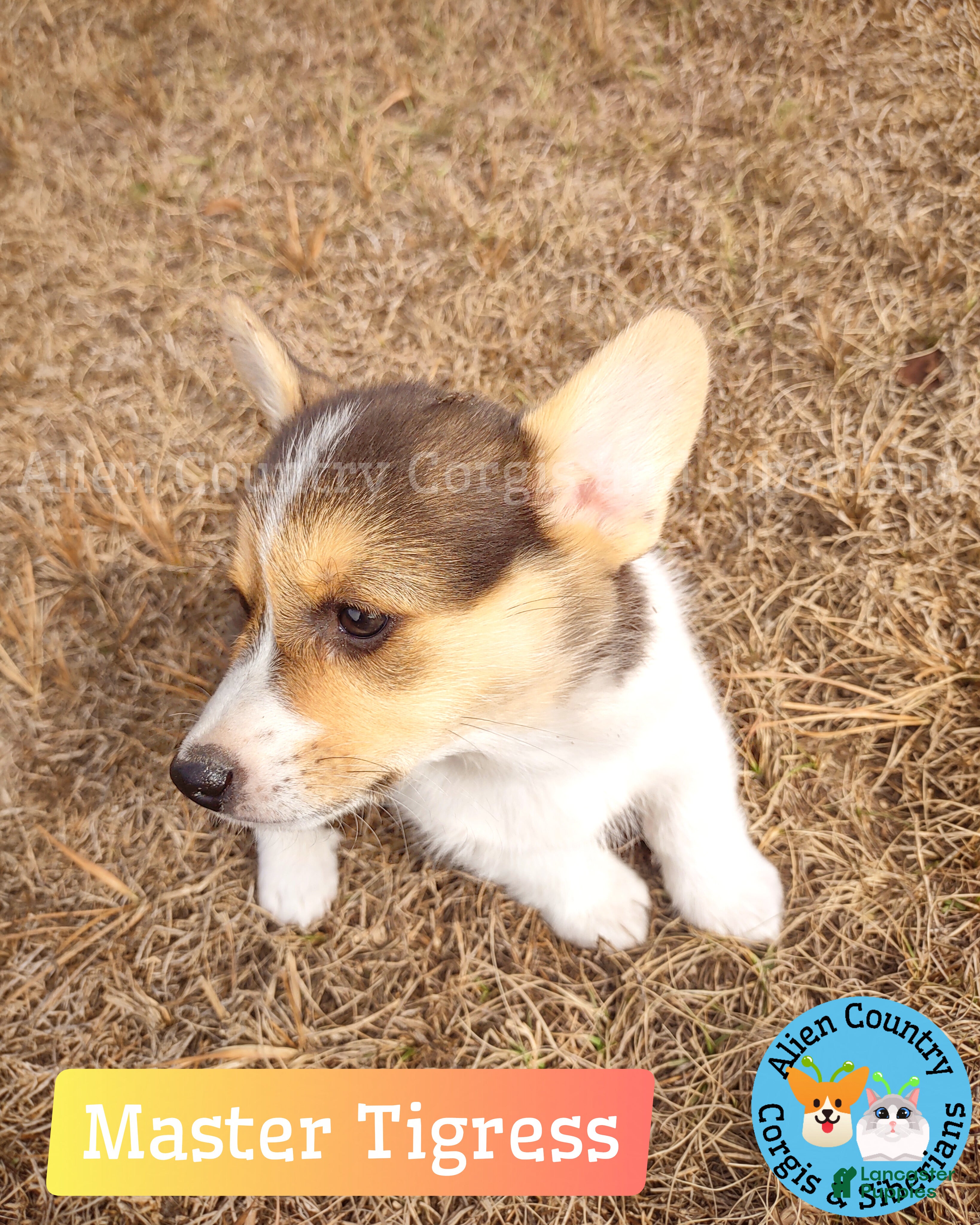 Welsh Corgi Pembroke dogs Welsh Corgi Pembroke Puppy 4 - Ad 5