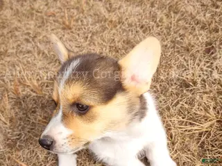 Welsh Corgi Pembroke dogs Welsh Corgi Pembroke Puppy 4 - Ad 5