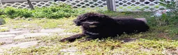 Double Doodle dogs for sale: Chelsea-Mountain Goldendoodle  - Ad 5