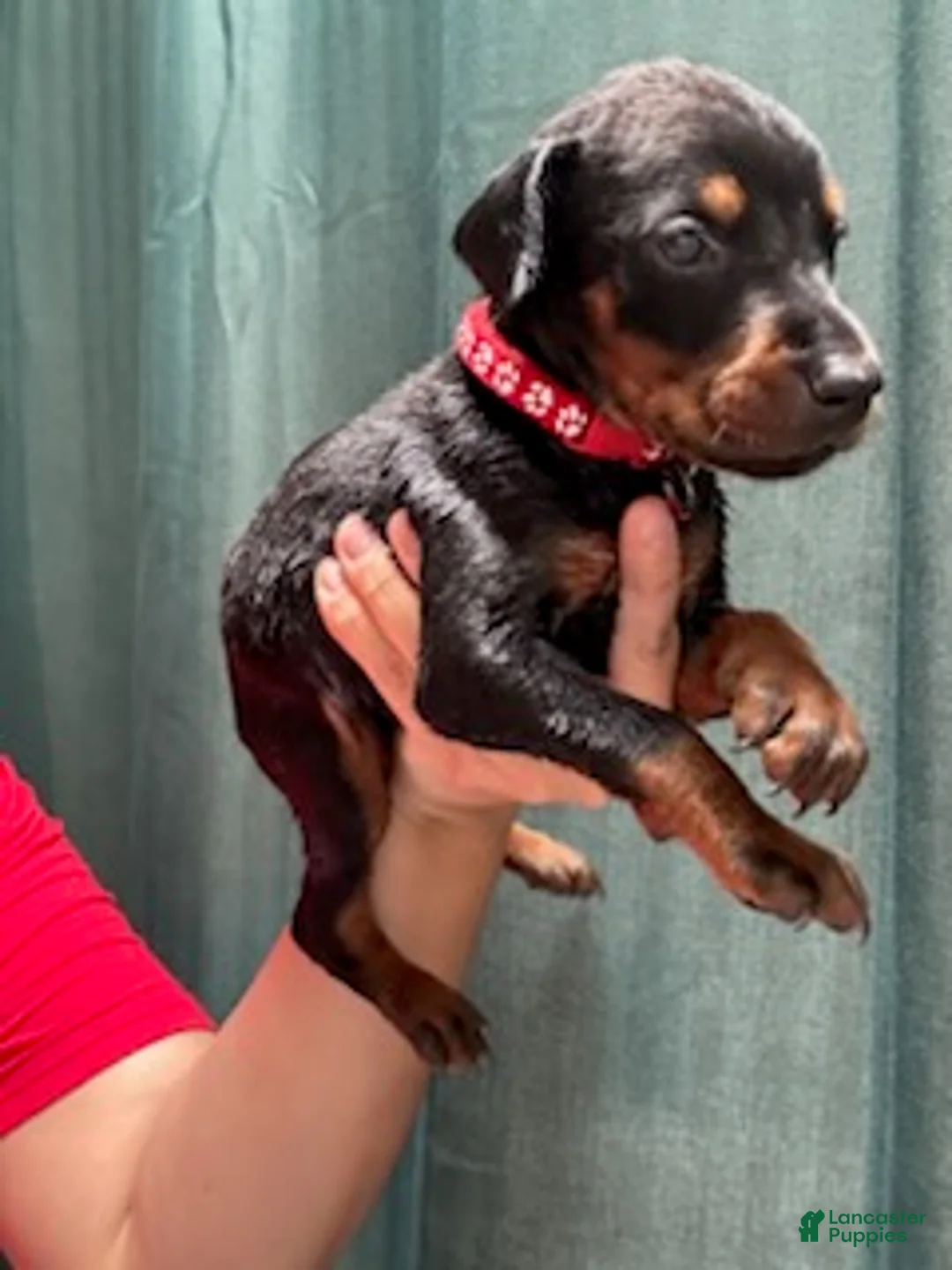 Doberman Pinscher dogs for sale: Red Collar Male  - Ad 2