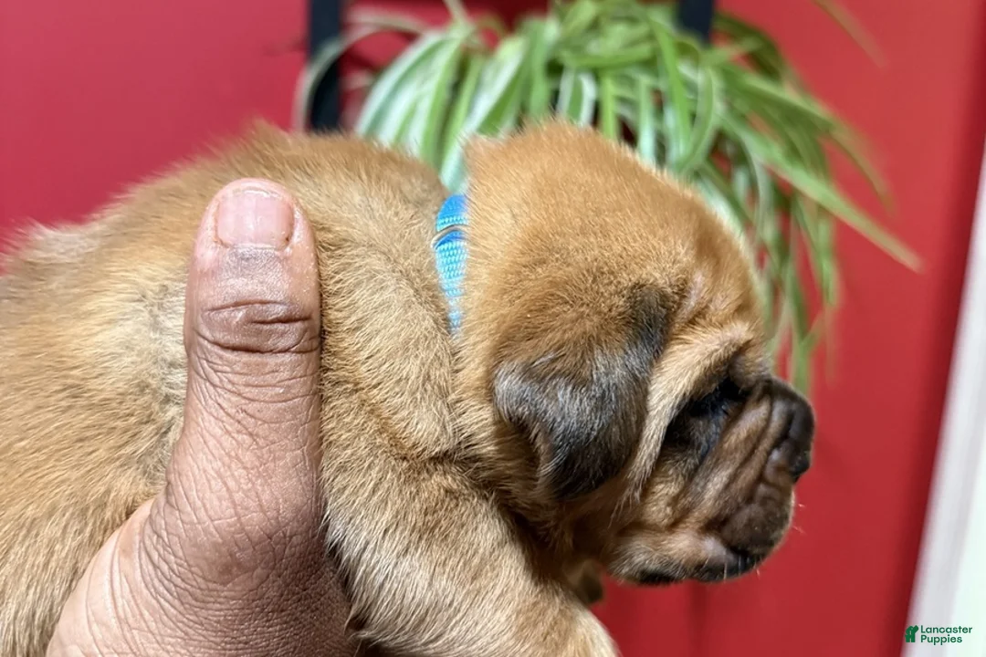 Dogue De Bordeaux dogs for sale: Dogue De Bordeaux Puppy 9 - Ad 1