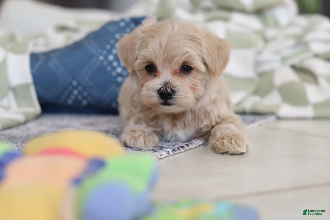 Maltipoo dogs for sale: Daisy - Ad 4