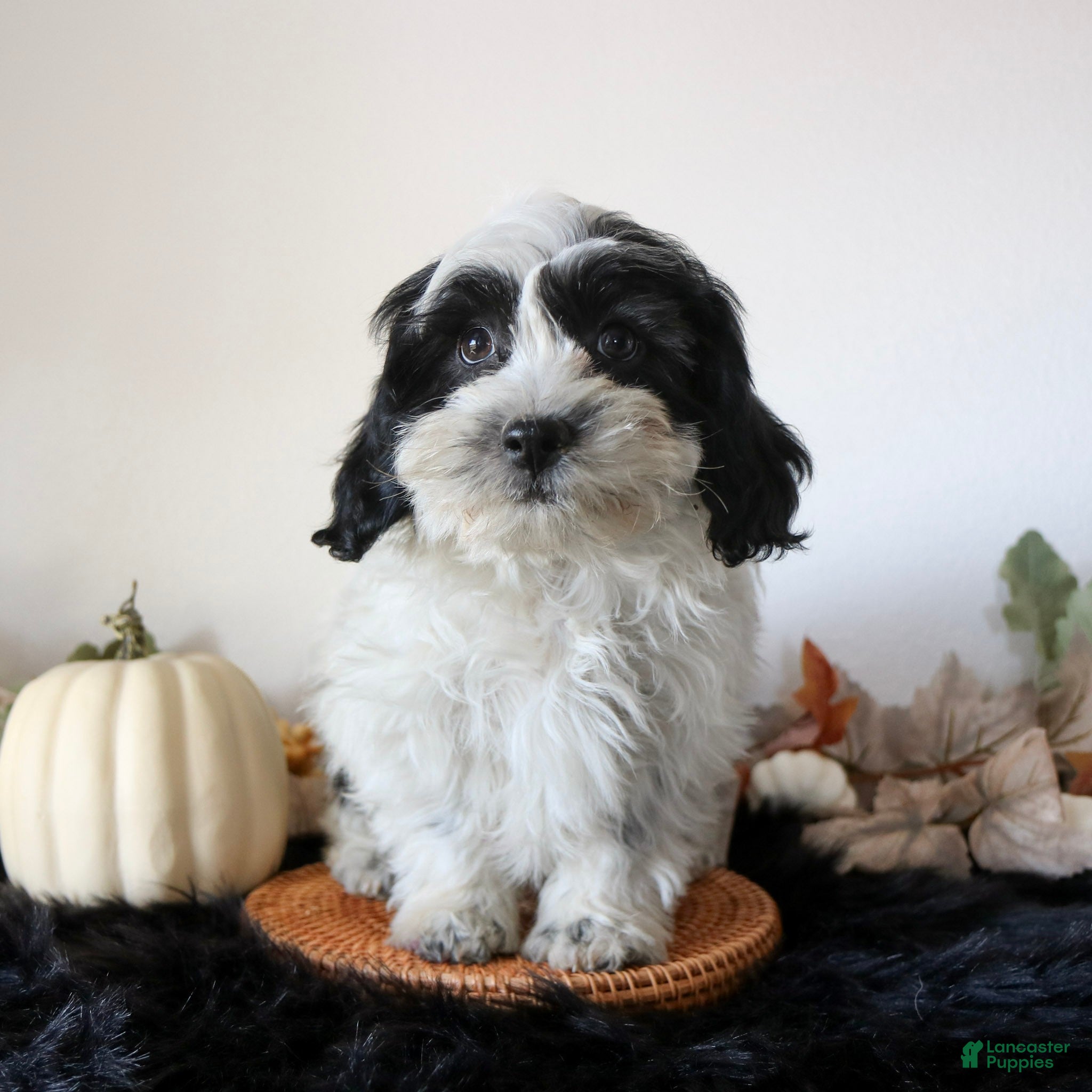 Teddy Bear dogs Oliver  - Ad 7