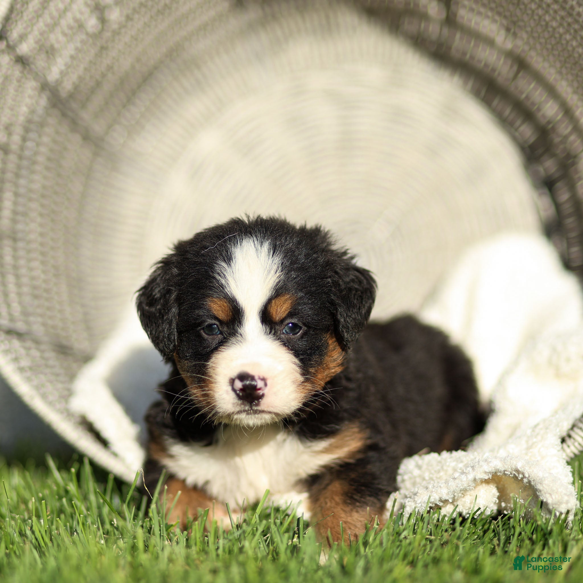 Bernese Mountain Dog dogs Jack Bernese Mountain Dog  - Ad 1