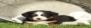 Jack Bernese Mountain Dog 