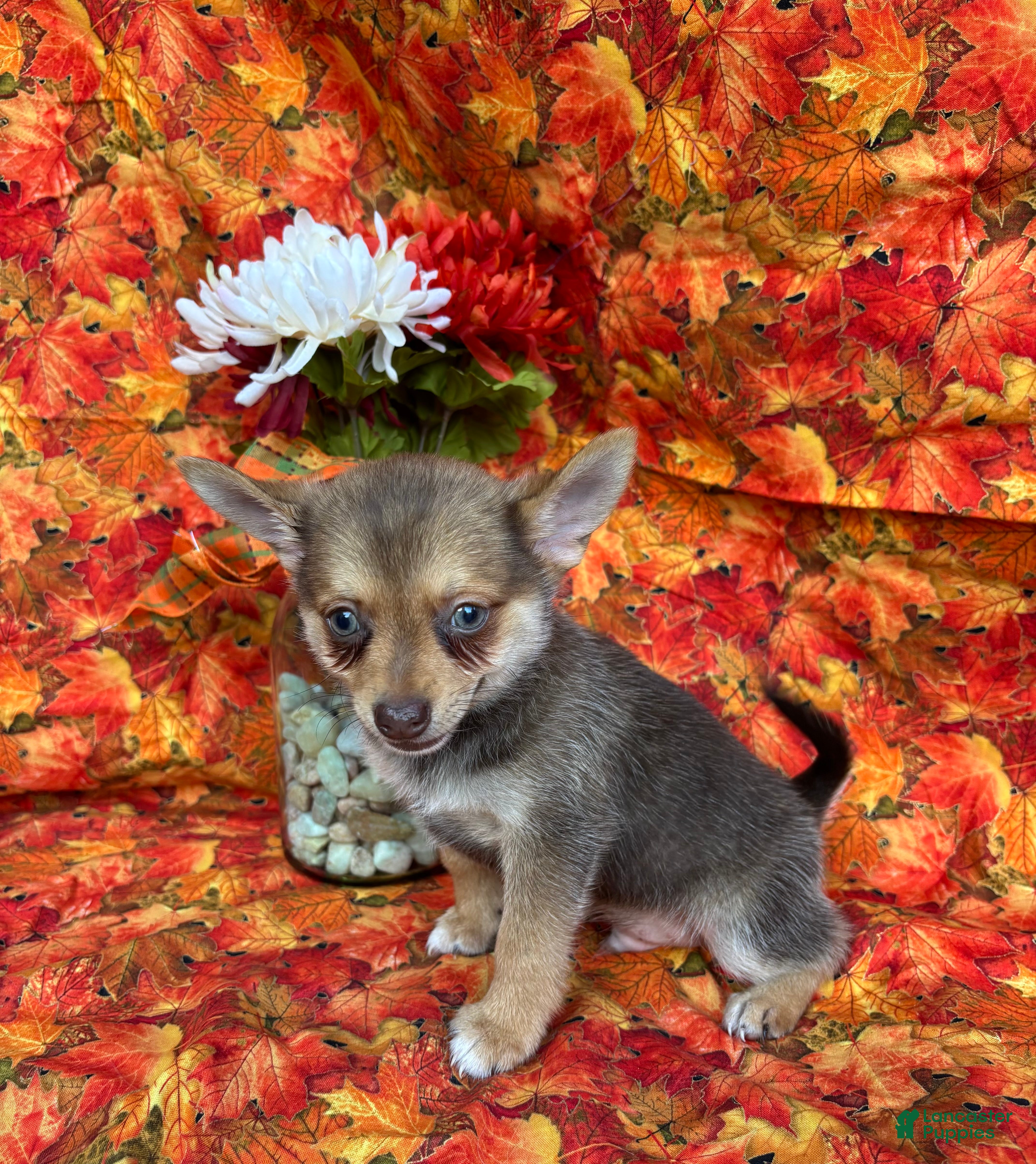 Pomchi dogs Charlie - Ad 2