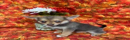 Pomchi dogs for sale: Charlie - Ad 2