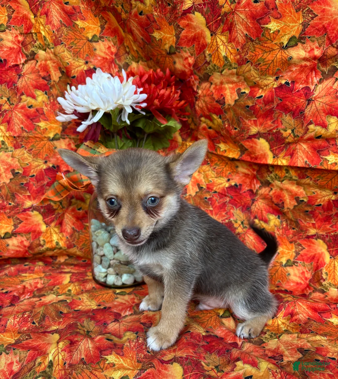 Pomchi dogs for sale: Charlie - Ad 2