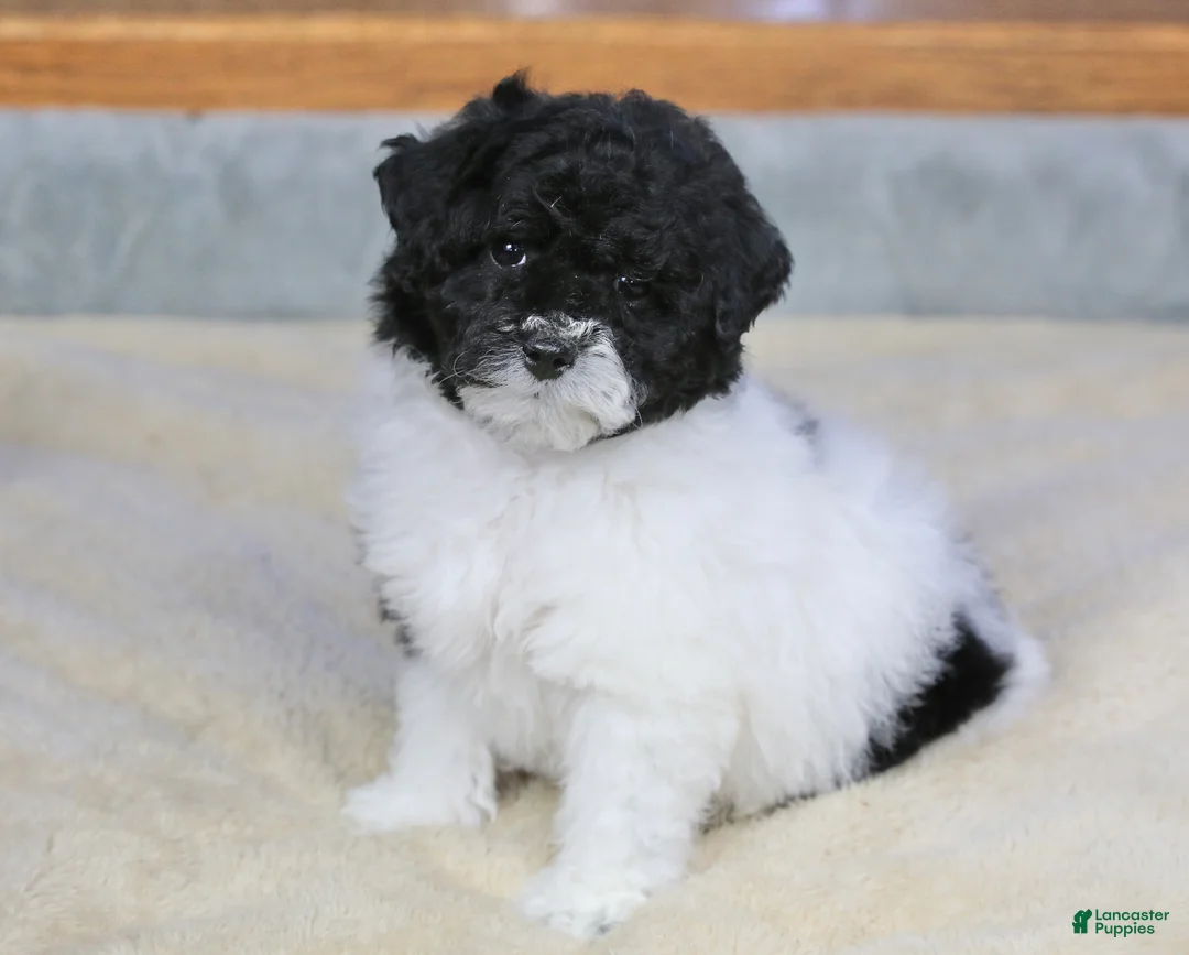 Miniature Poodle dogs for sale: Paislee - Ad 3