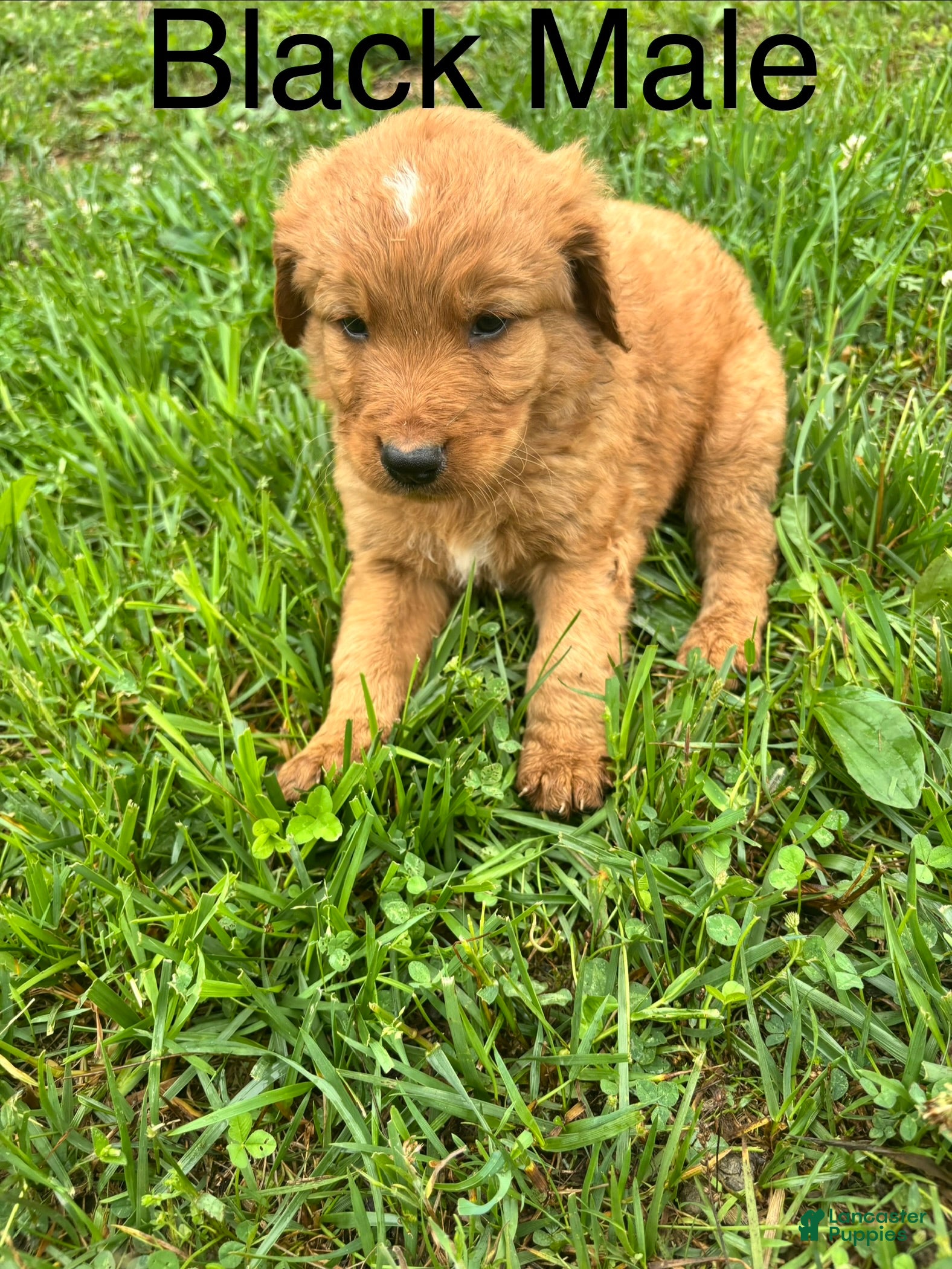 Bernedoodle dogs Bernedoodle Puppy 1 - Ad 1