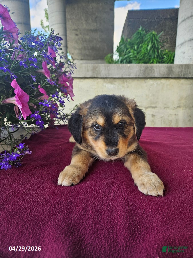 Goberian dogs Duke - Ad 1