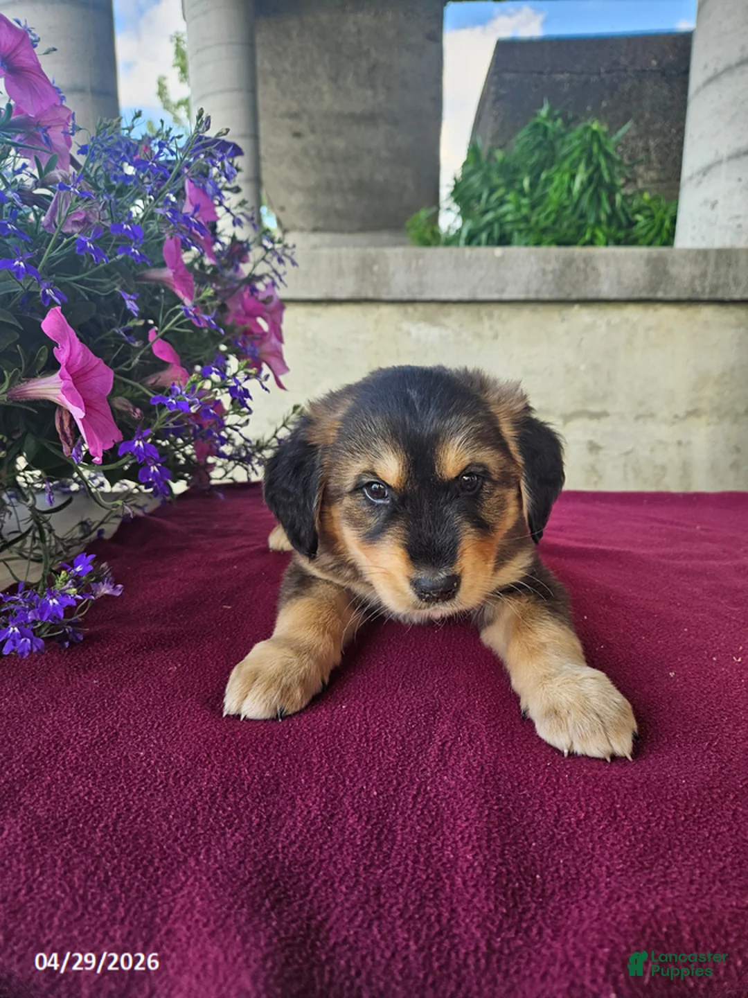 Goberian dogs for sale: Duke - Ad 1