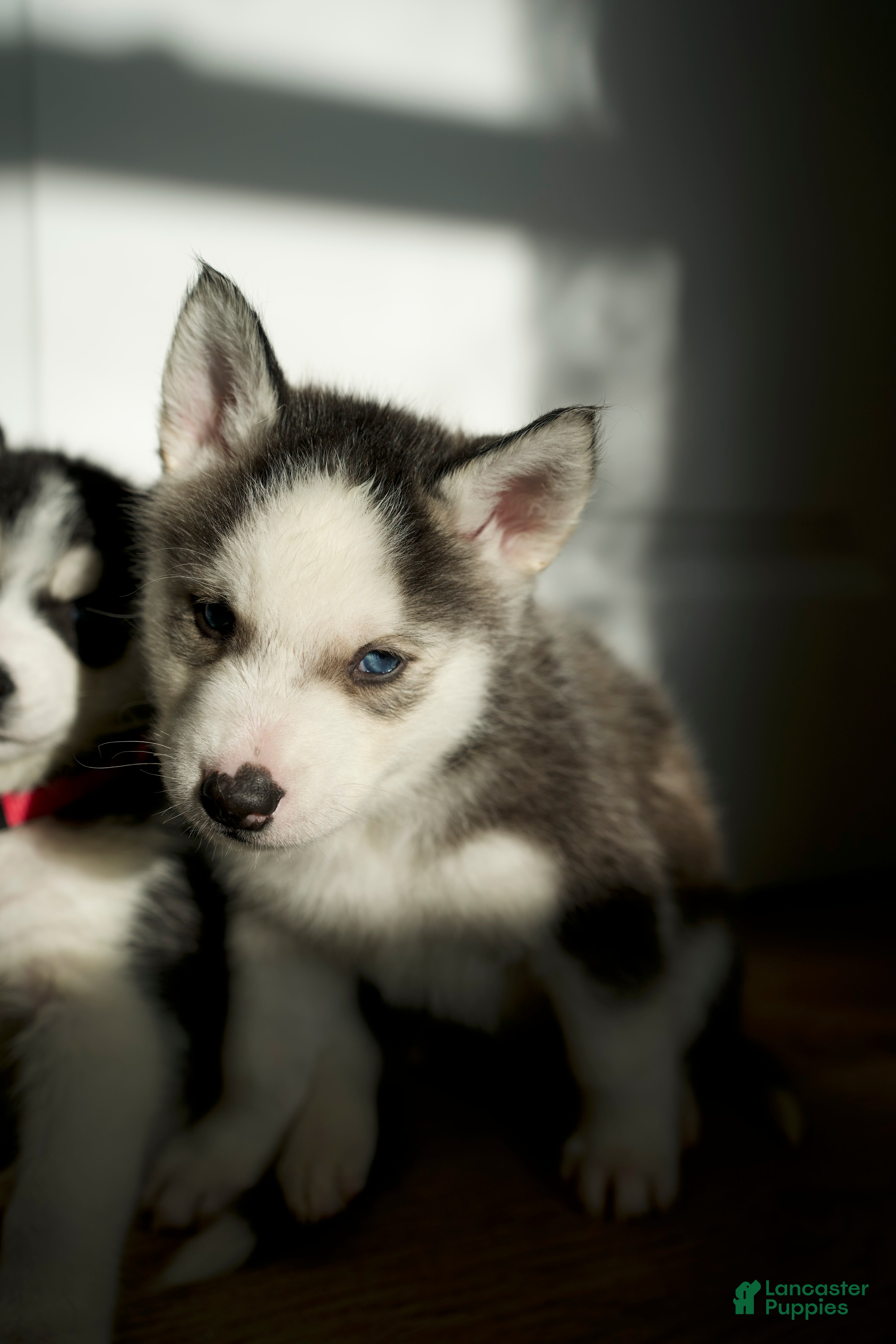 Mixed Breed dogs Koda - Ad 25