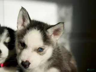 Mixed Breed dogs Koda - Ad 25