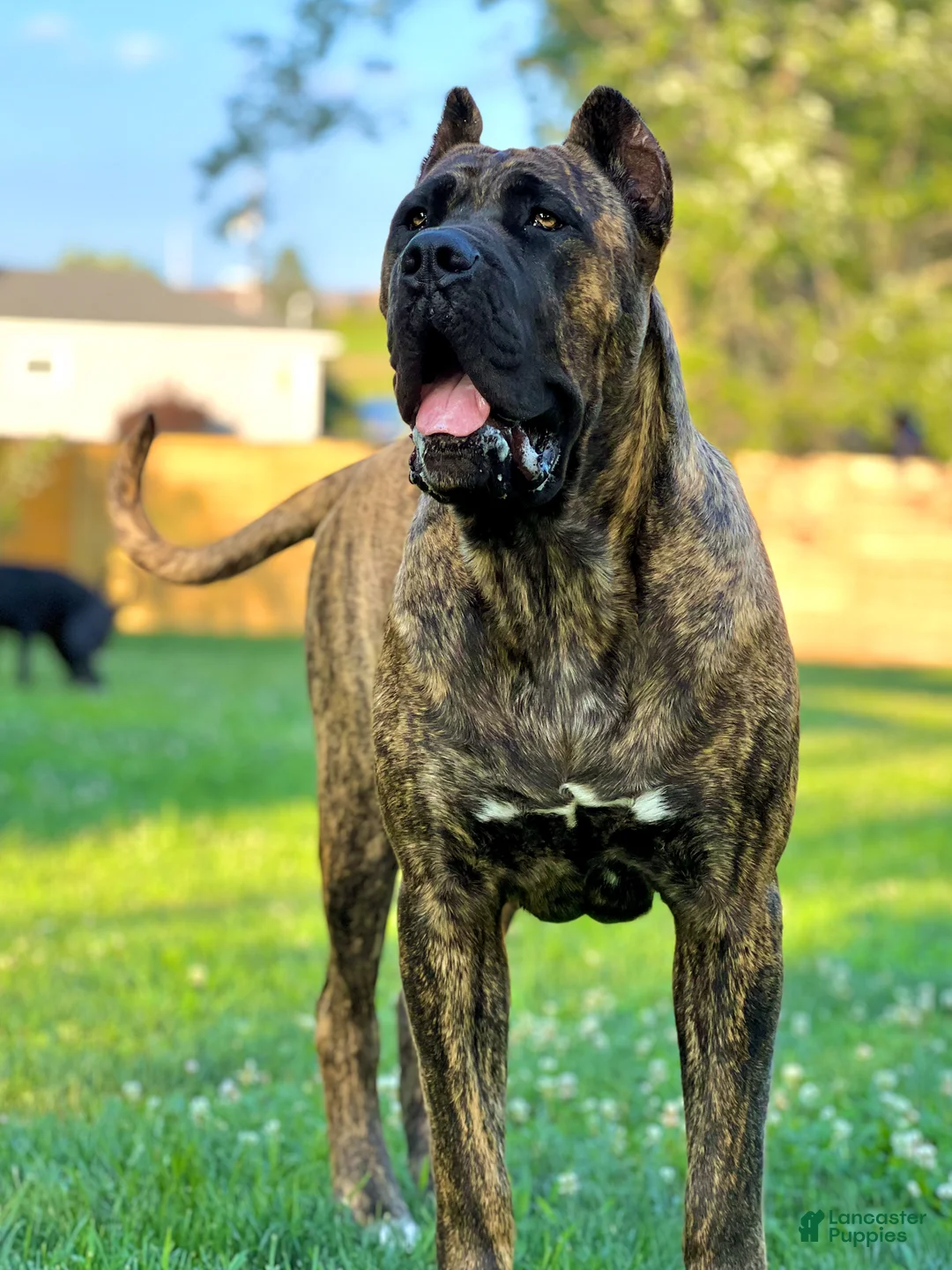 Mixed Breed dogs for sale: Dark Pink Collar Female - Ad 2