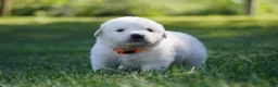 Great Pyrenees dogs for sale: AKC Apollo - Ad 2