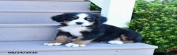 Bernese Mountain Dog dogs for sale: Duke - Ad 2