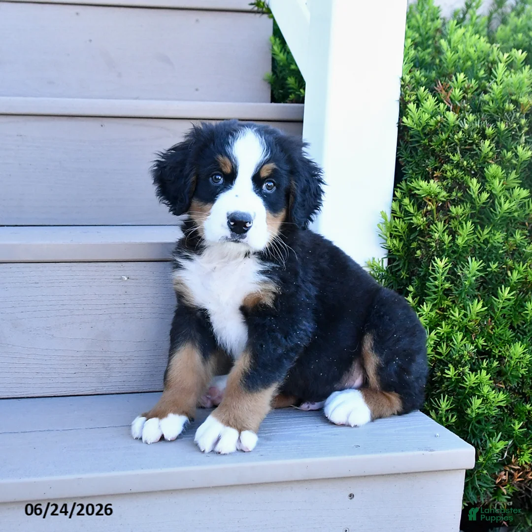 Bernese Mountain Dog dogs for sale: Duke - Ad 2