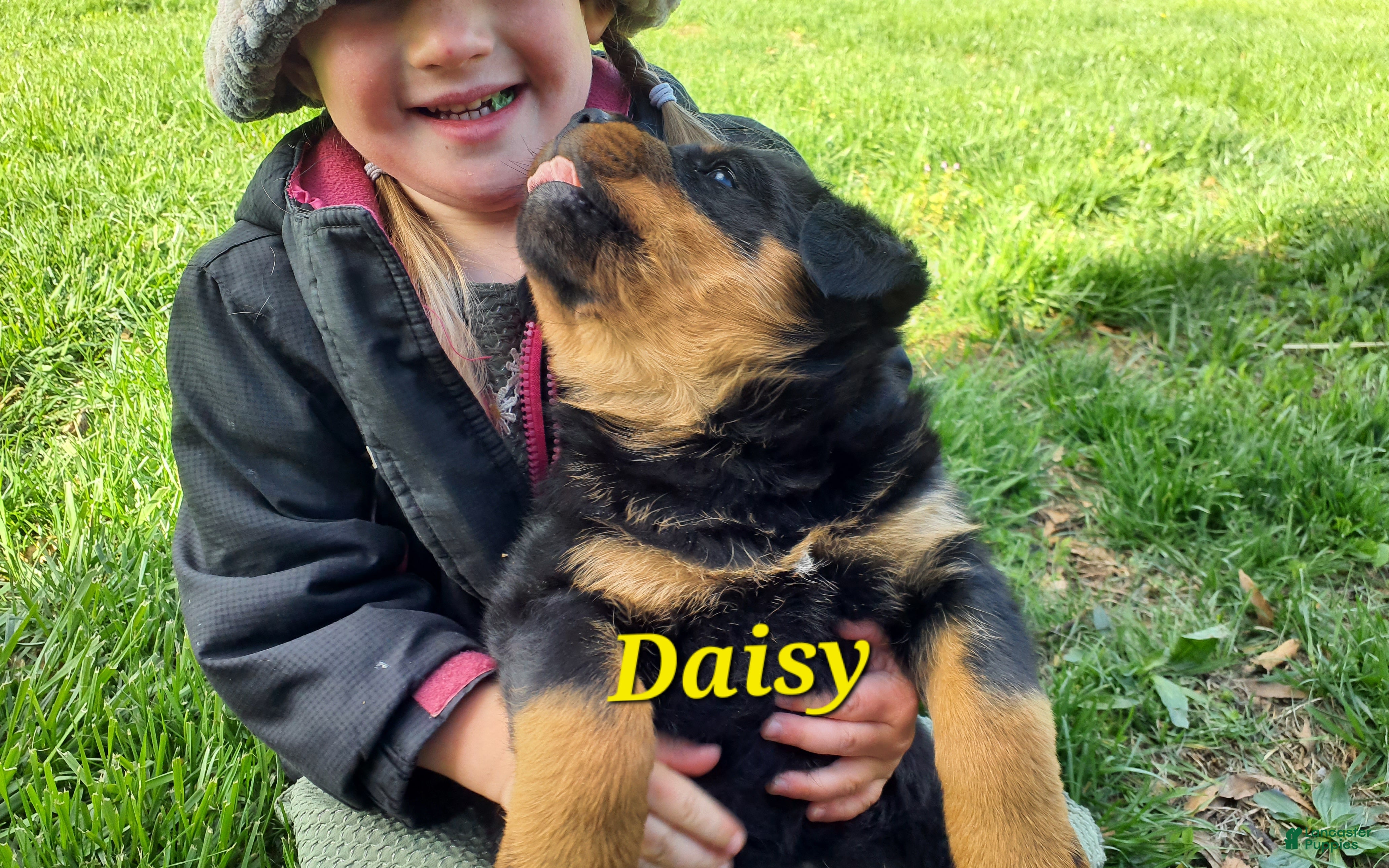 Rottweiler dogs AKC Daisy - Ad 1