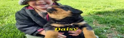 Rottweiler dogs for sale: AKC Daisy - Ad 1