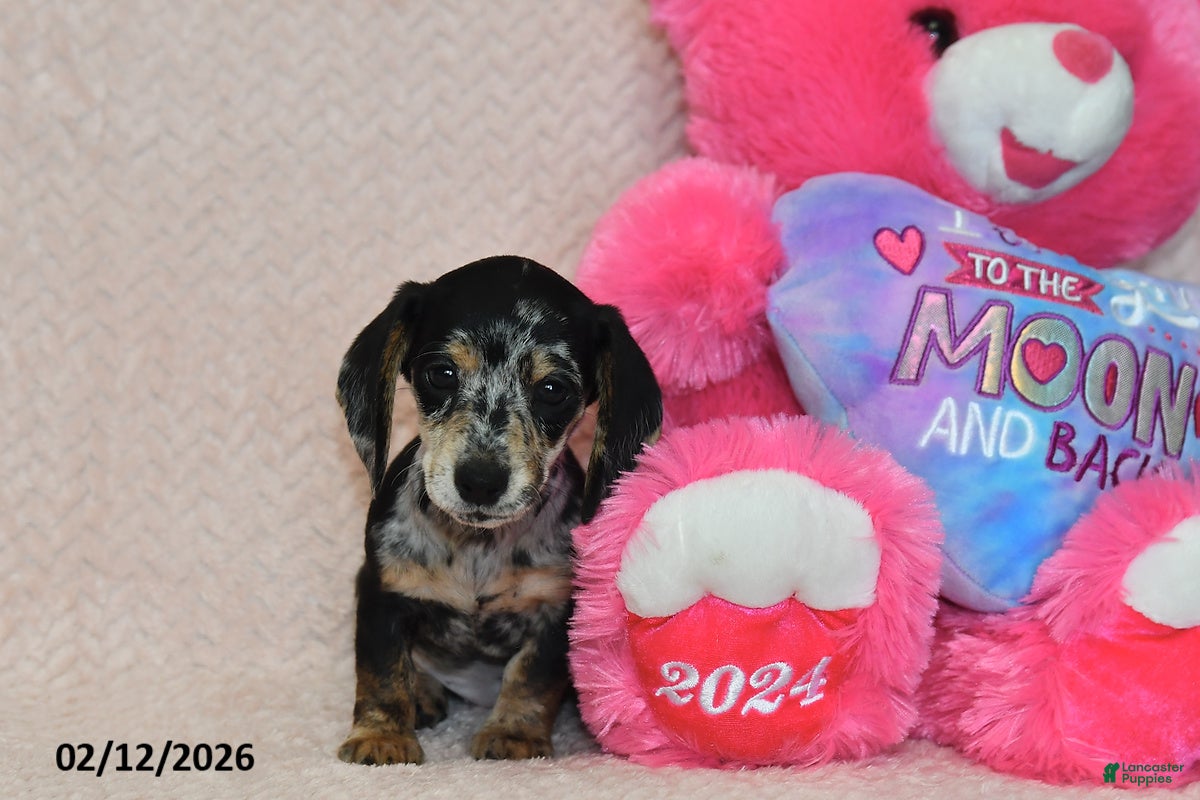 Miniature Dachshund dogs Asher - Ad 34