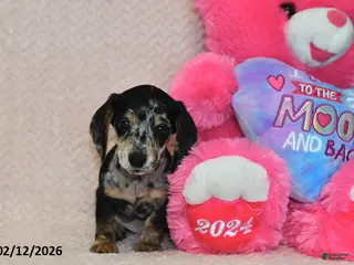 Miniature Dachshund dogs Asher - Ad 34