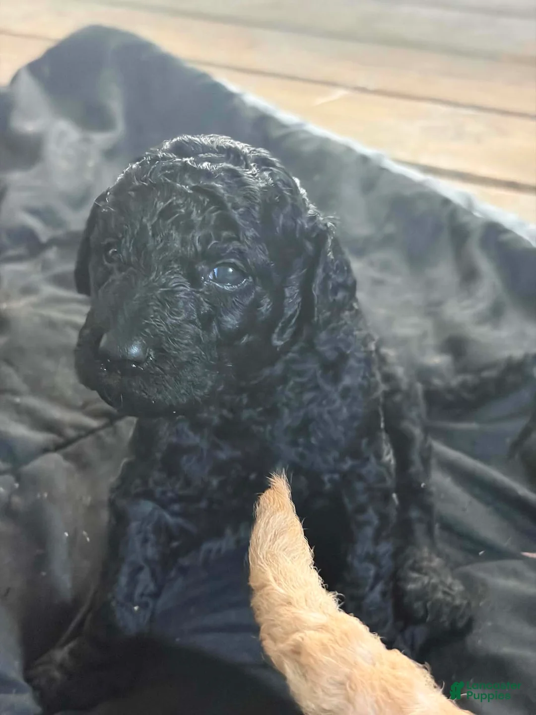 Standard Poodle dogs for sale: Standard Poodle 4 - Ad 2