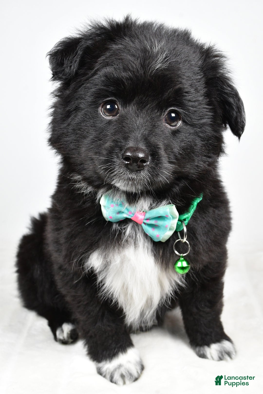 Mini Aussiedoodle dogs for sale: Wyatt  - Ad 11