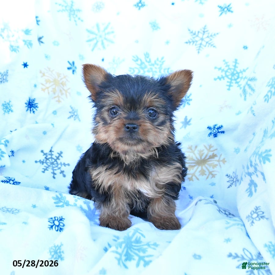Yorkshire Terrier dogs Teddy - Ad 1