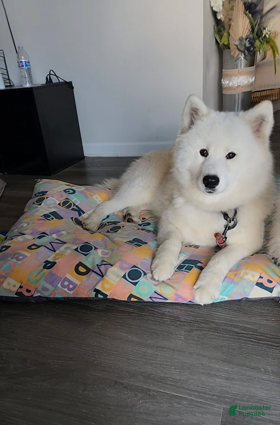Samoyed dogs Mellow - Ad 2