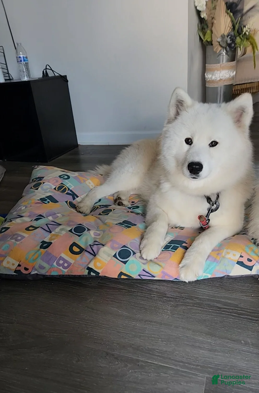 Samoyed dogs for sale: Lavie - Ad 2