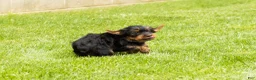 Yorkshire Terrier dogs for sale: Myran  - Ad 6