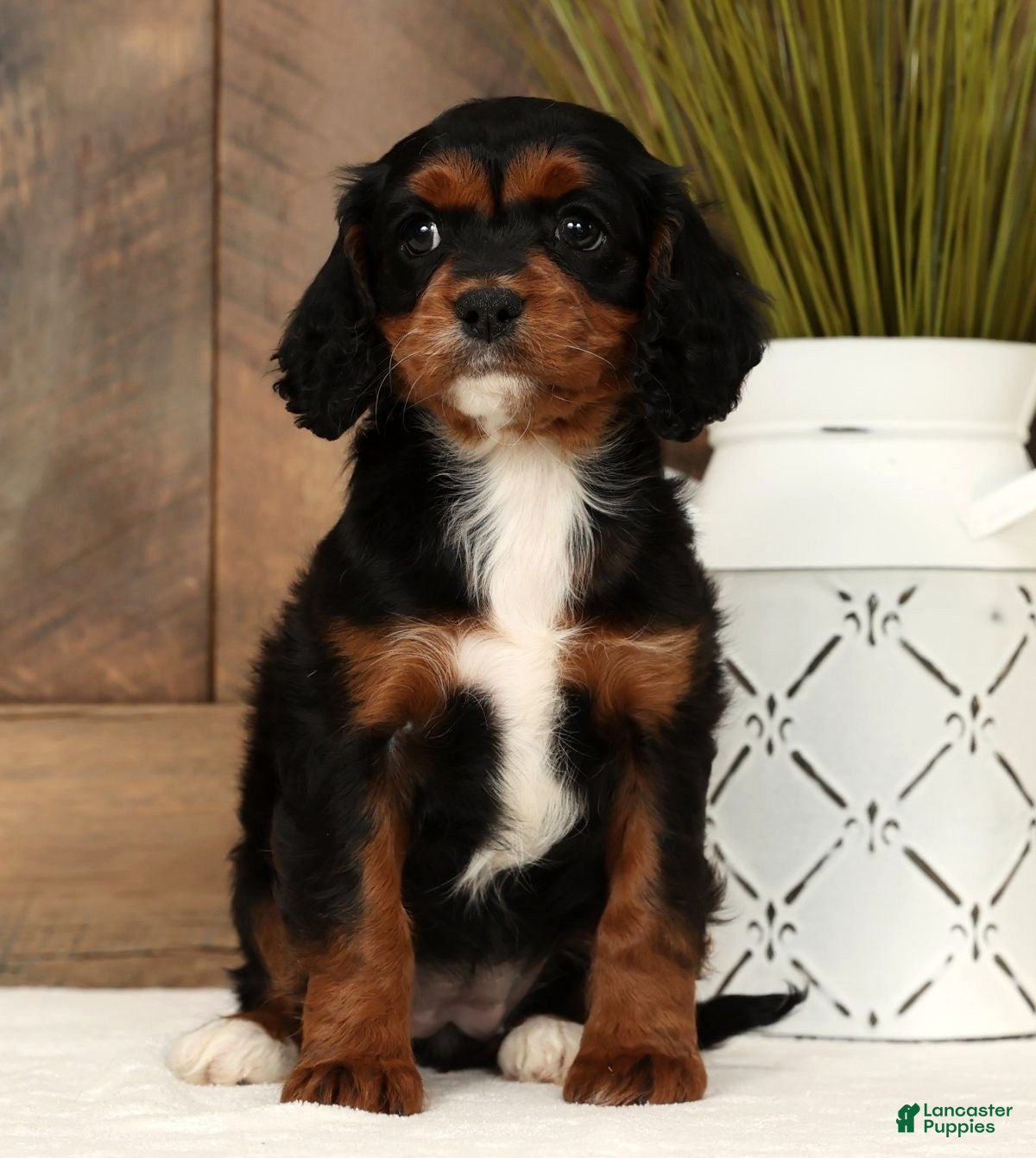 Cavapoo dogs Chloe - Ad 20