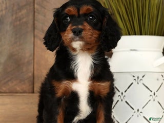 Cavapoo dogs Chloe - Ad 32