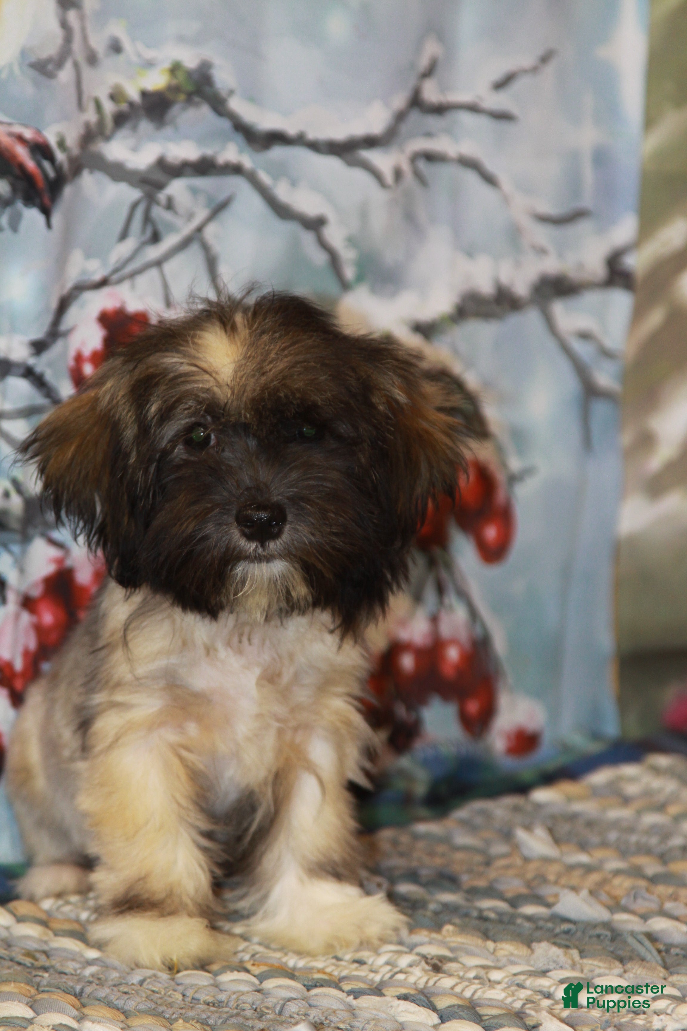 Havanese dogs Petals - Ad 2