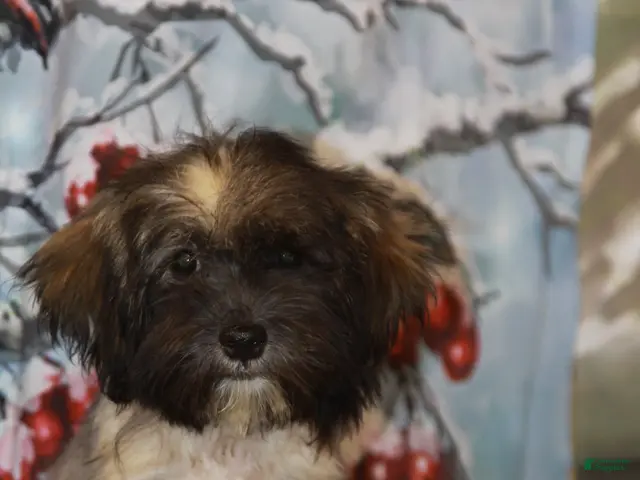 Havanese dogs for sale: Petals - Ad 2