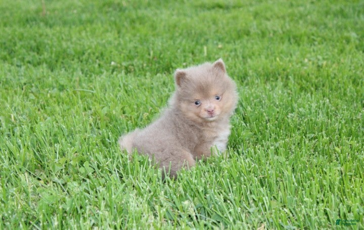 Pomeranian dogs Princess  - Ad 1