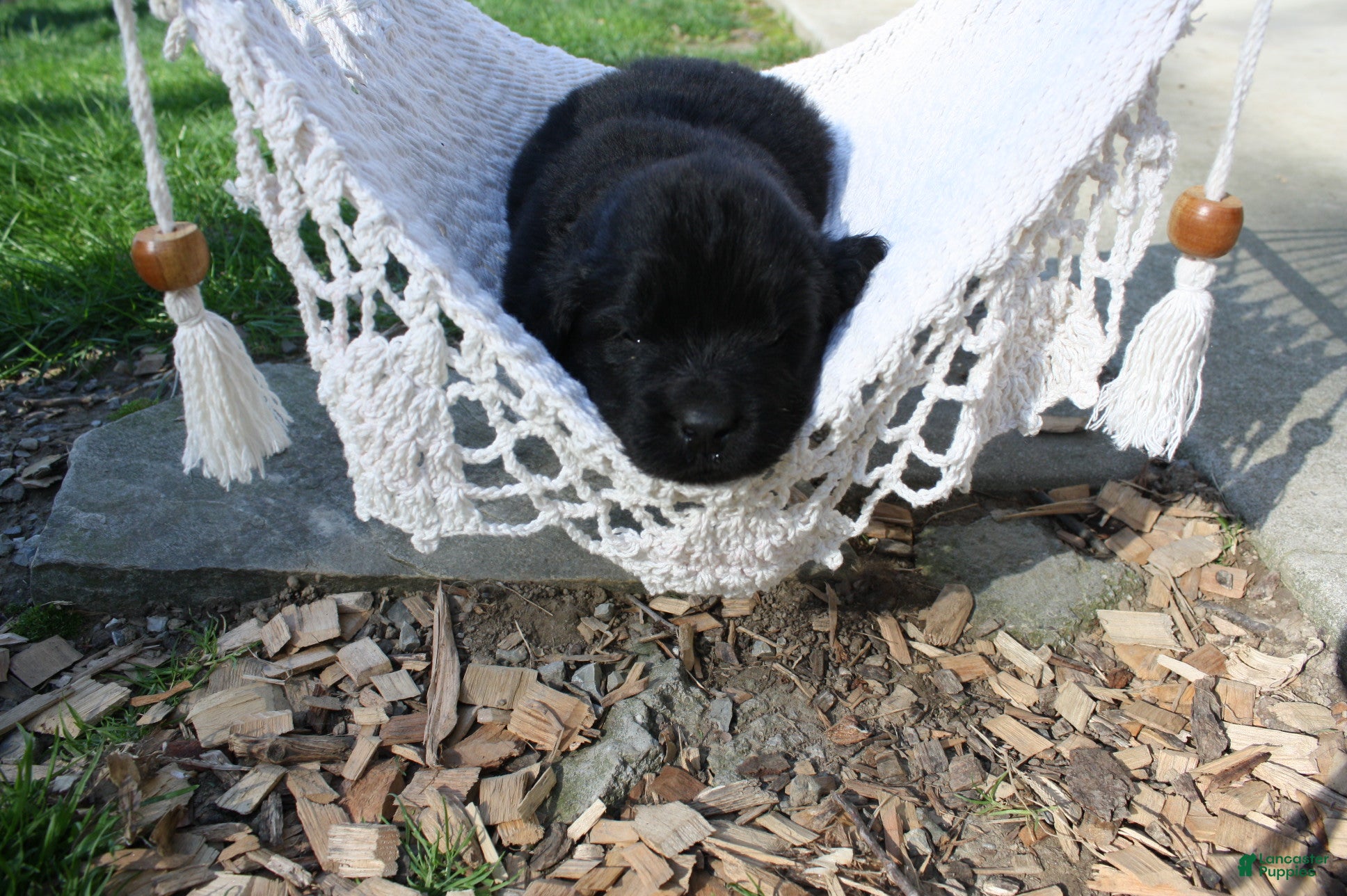 Newfoundland dogs Luna  - Ad 1