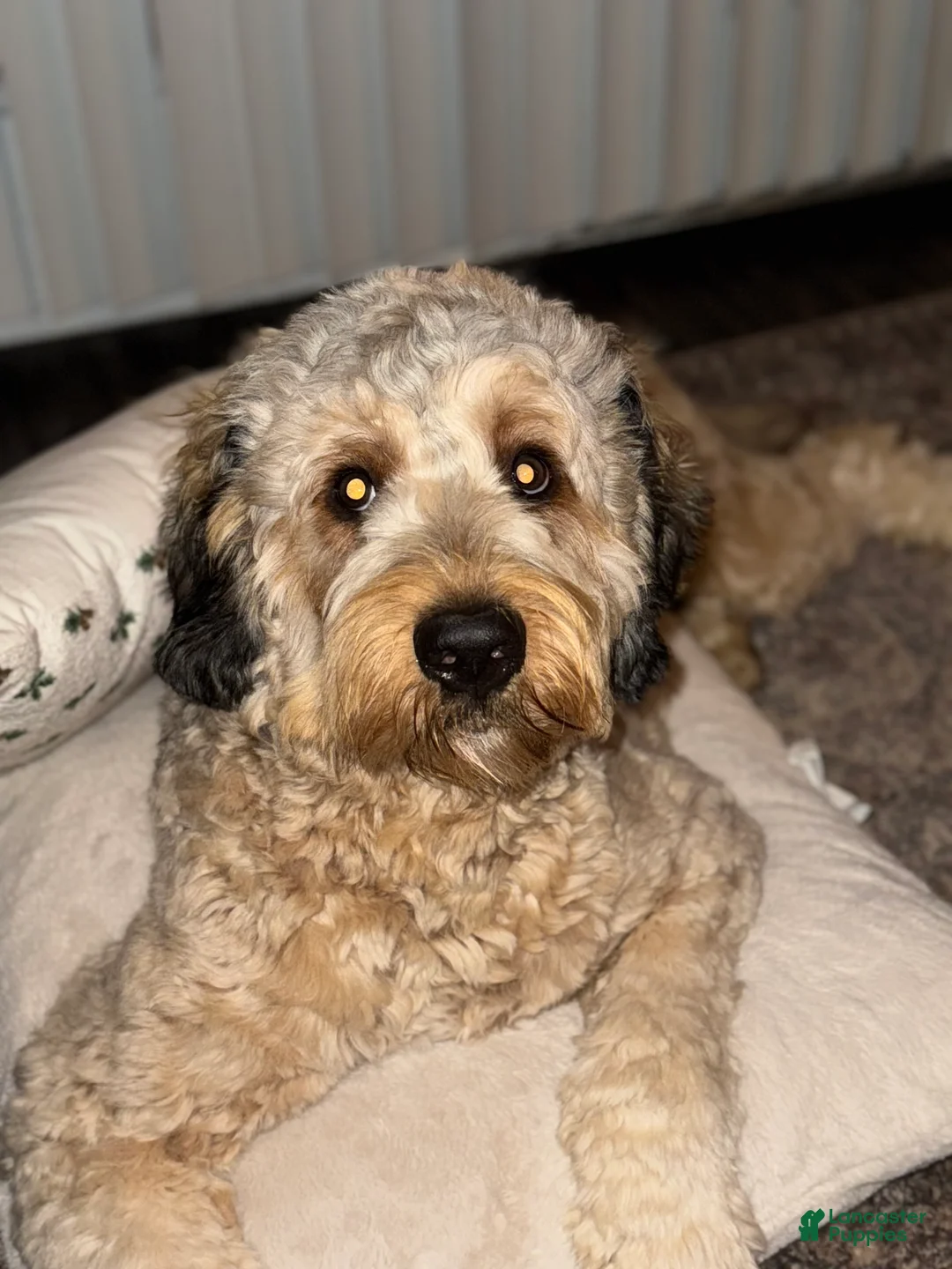 Bernedoodle dogs for stud: Weller - Ad 3