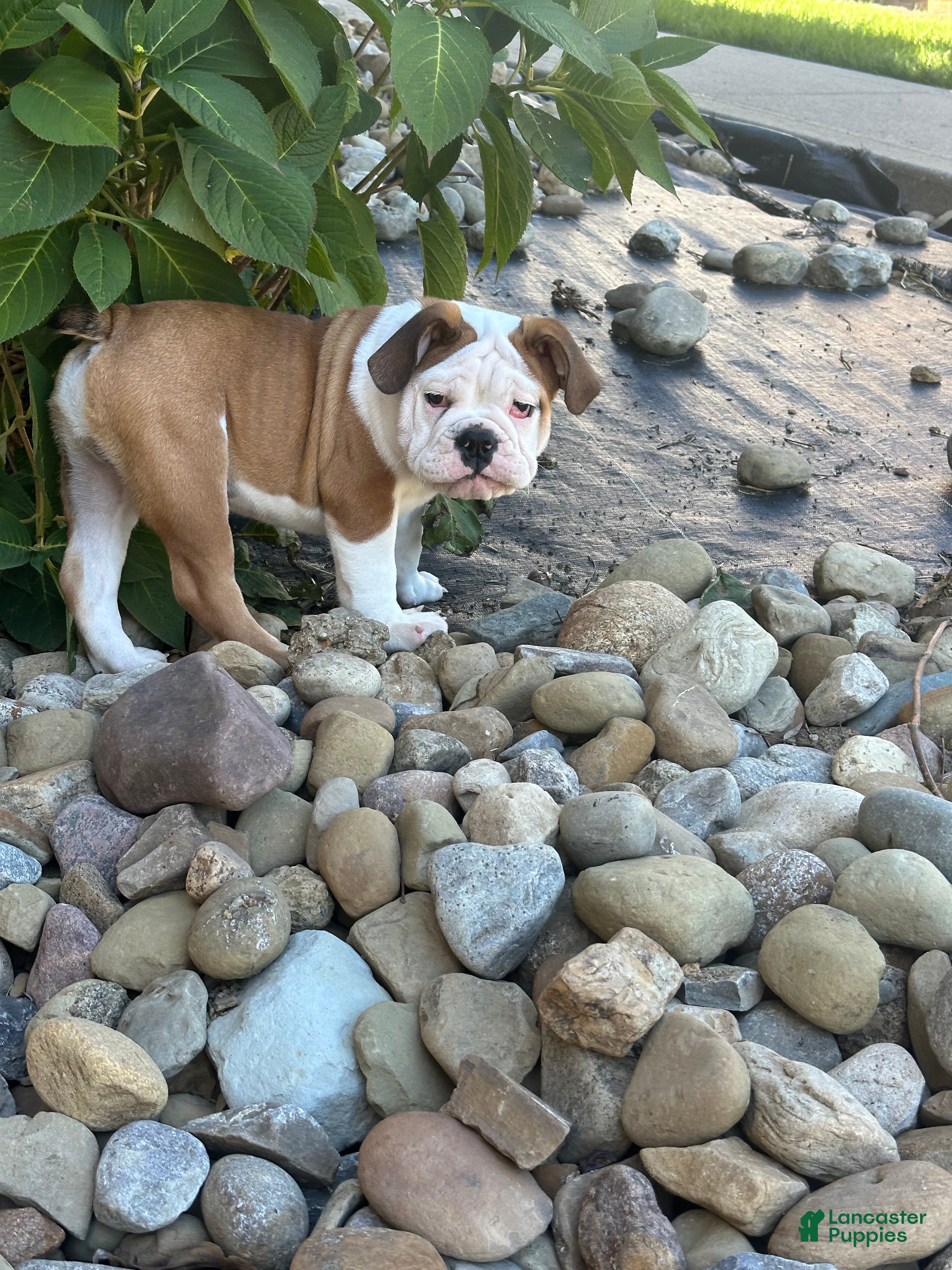 English Bulldog dogs English Bulldog 1 - Ad 2