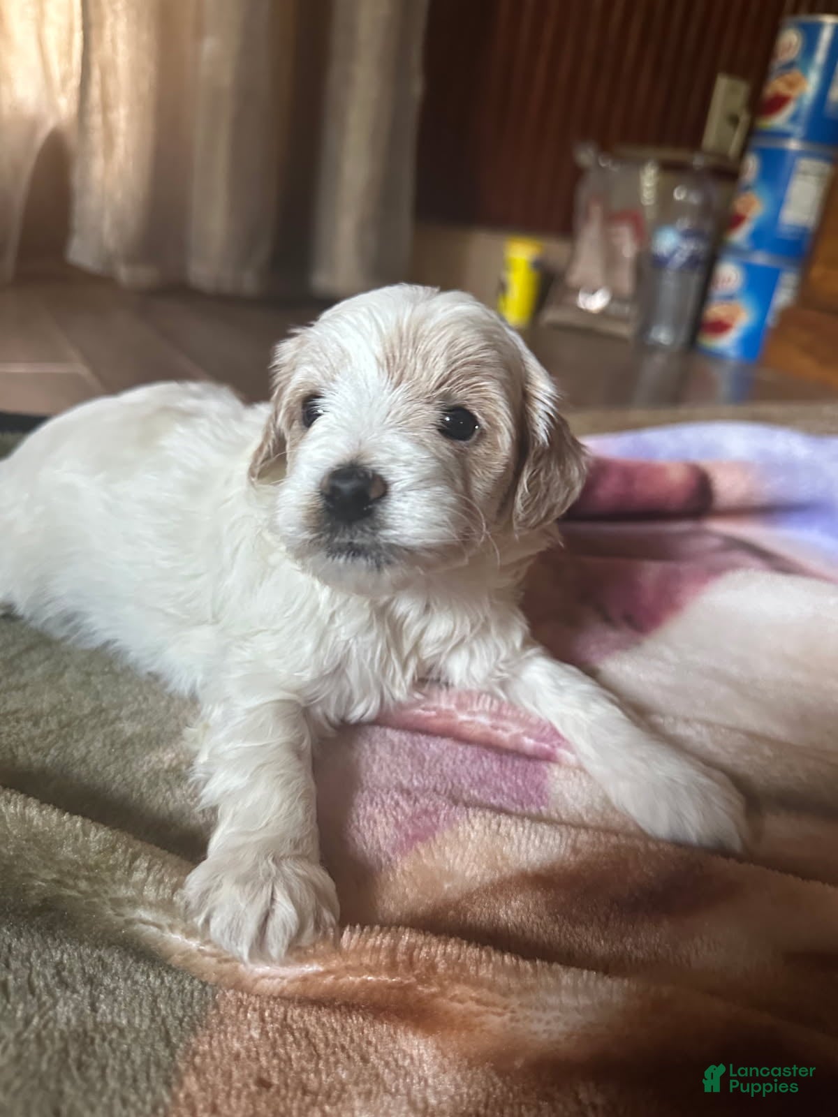 Pippa