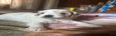 Pippa