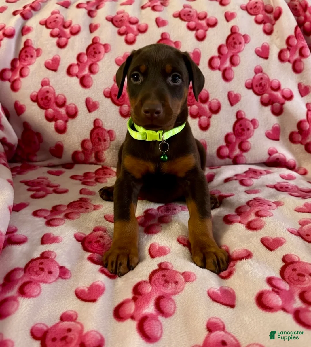 Doberman Pinscher dogs for sale: Val-NOT AMISH  - Ad 5