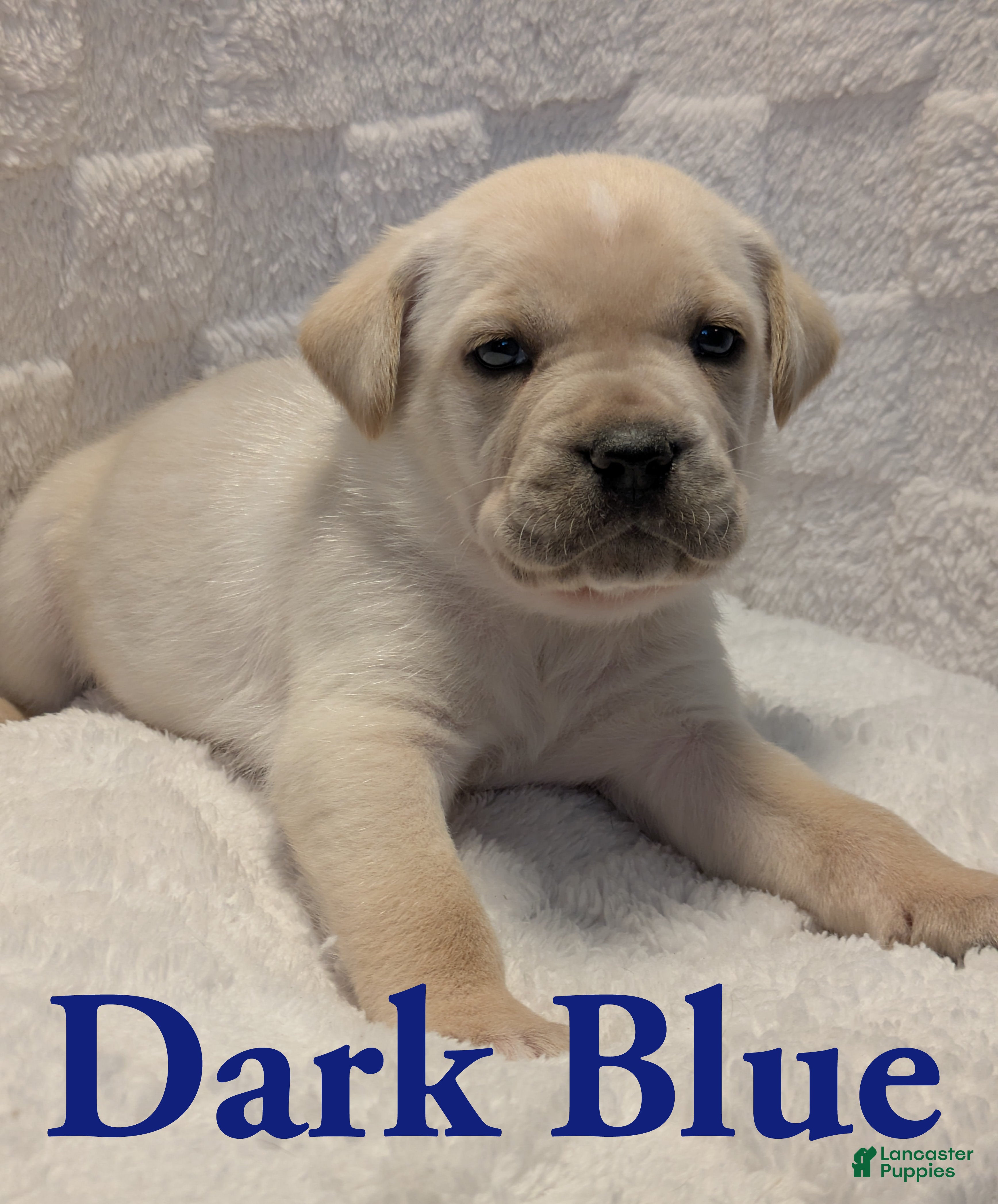 Cane Corso dogs Dark Blue - Ad 22