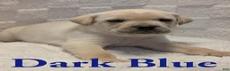 Cane Corso dogs for sale: Dark Blue - Ad 1