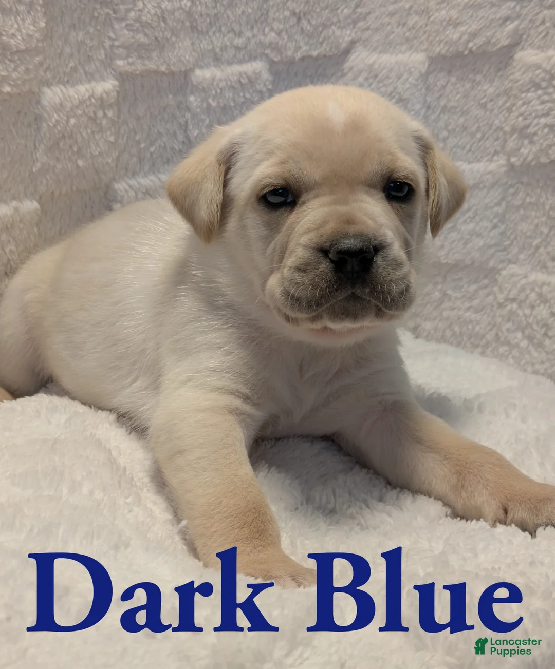 Cane Corso dogs for sale: Dark Blue - Ad 1