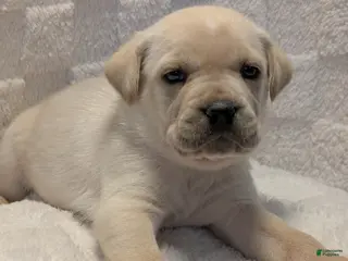 Cane Corso dogs Dark Blue - Ad 22