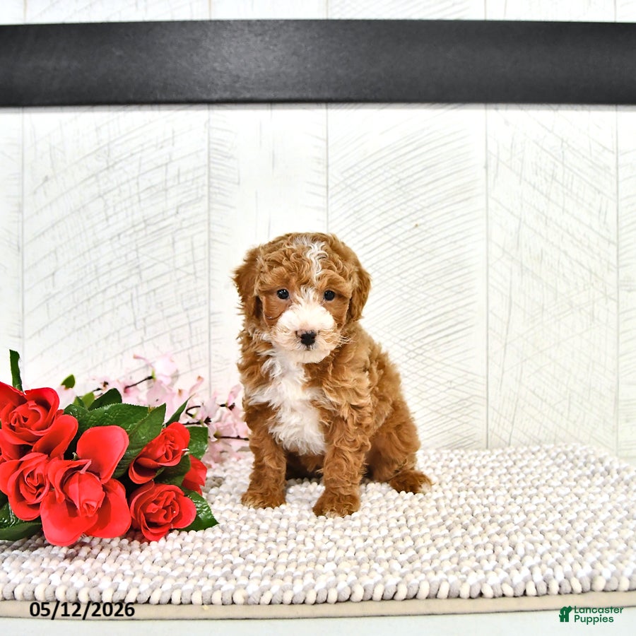 Miniature Poodle dogs Randall - Ad 1