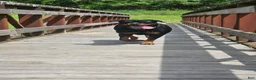 Rottweiler dogs for sale: Scarlett - Ad 27